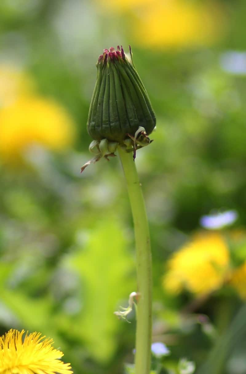 an unopened dandelion bud