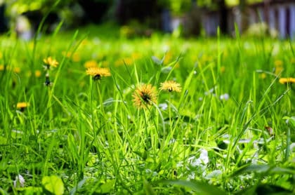 Dandelion Green Recipe and Cooking Dandelion Greens