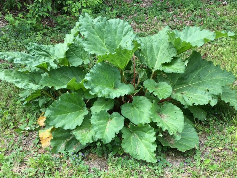 a large rhubarb plant growing in the yard