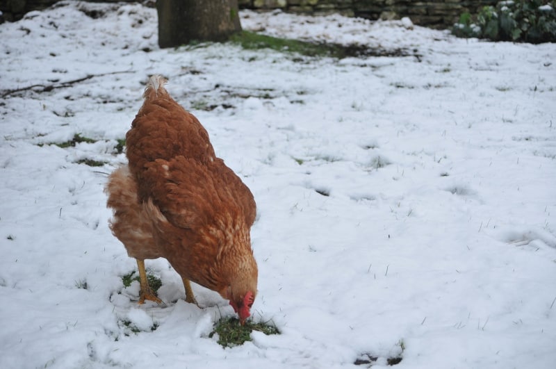 Preparing Pets and Livestock for Winter Weather and Cold