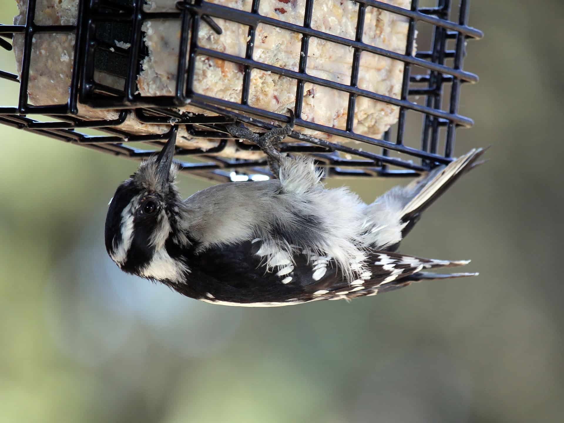 How to Render Suet Easily to Help the Wild Birds