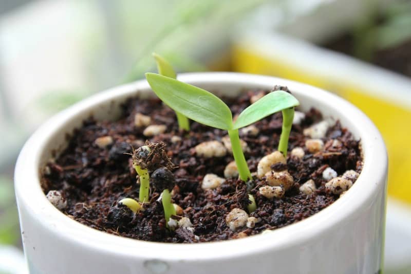 How to start seeds for your garden