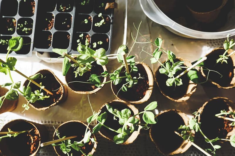 How to Start Seeds For Your Garden Inside