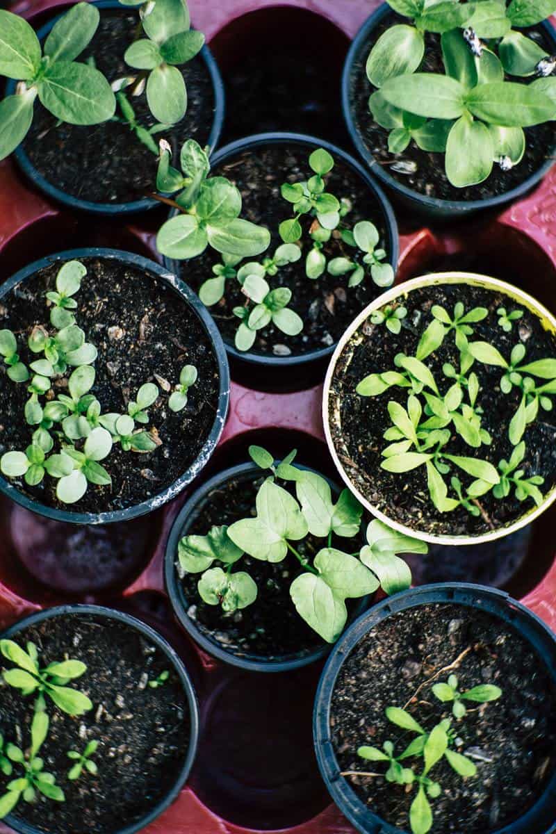 tiny plants growing pots