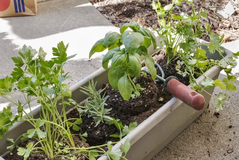 How to grow in a window box including fresh vegetables, berries, herbs and flowers.