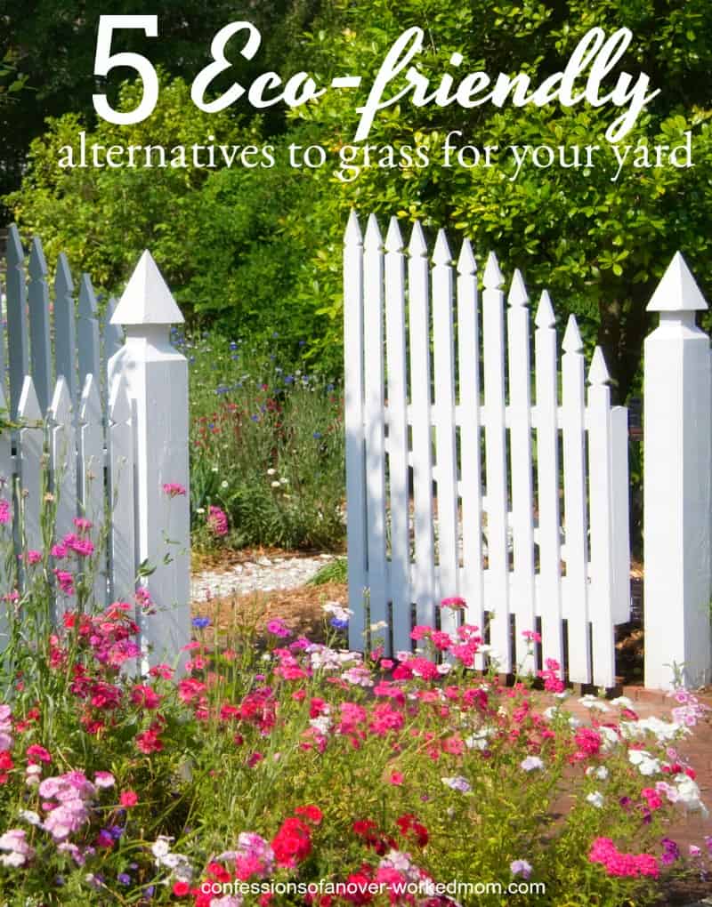 Growing Your Own Alternatives to Grass in a Backyard