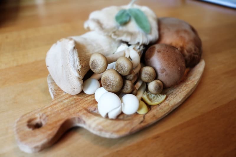 mushrooms are easy alternative food sources