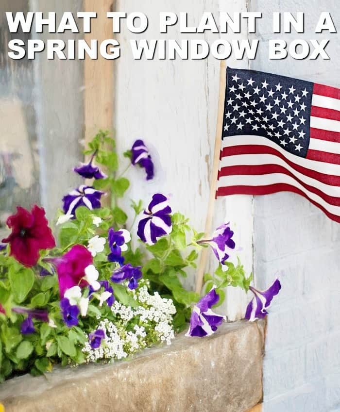 What to Plant in Window Boxes for Spring