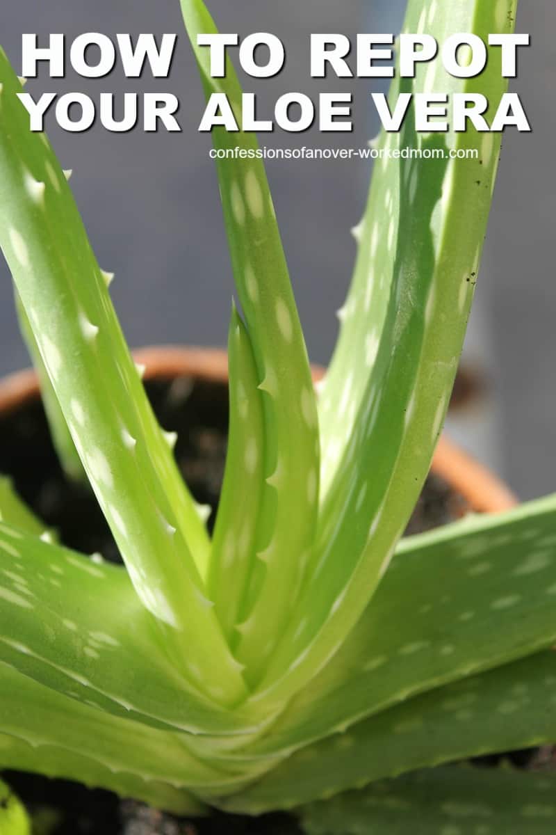 I wanted to share how we are repotting our aloe plant. Keep reading for tips on repotting leggy aloe vera plants to start new ones.