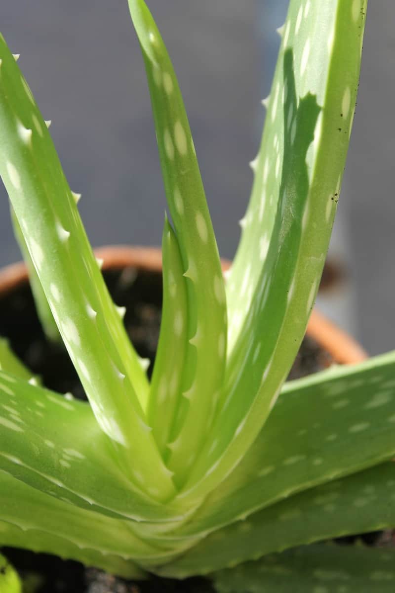 a close up view of a healthy aloe vera plant