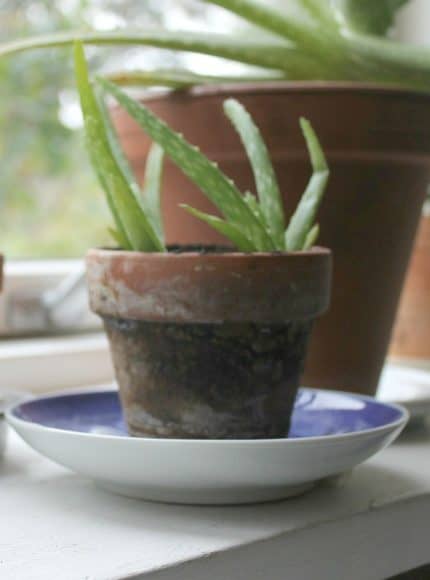 Repotting Our Aloe Plant And Starting New Aloe Vera Plants