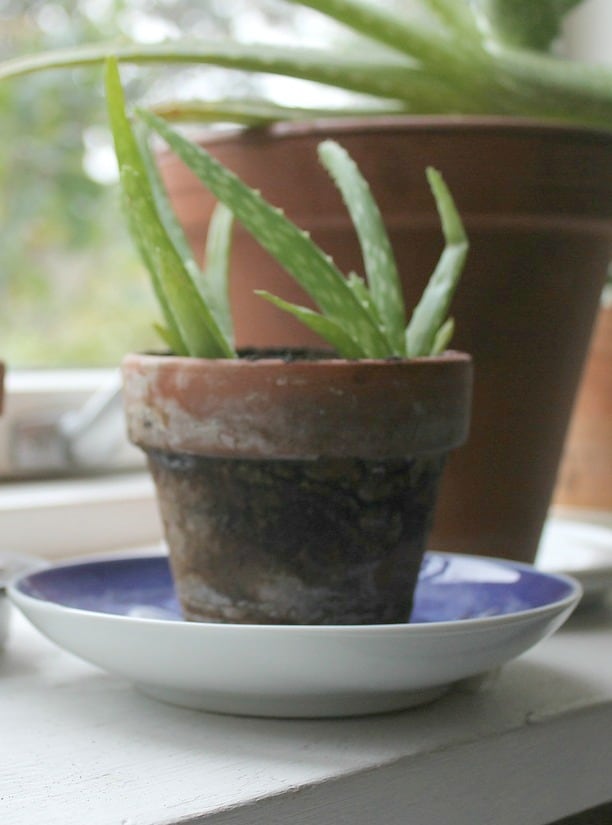 I wanted to share how we are repotting our aloe plant. Keep reading for tips on repotting leggy aloe vera plants to start new ones.