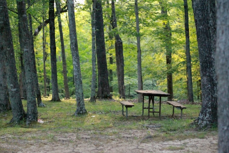 a picnic table in the woods