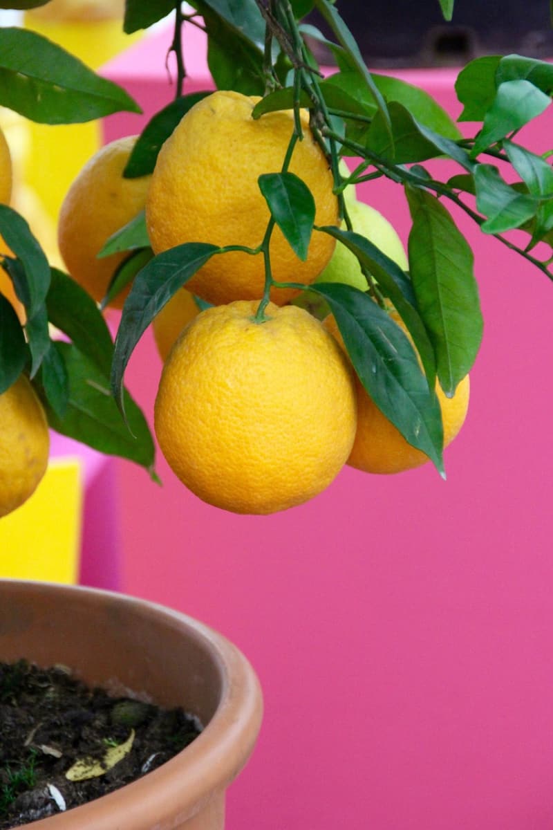 Growing Citrus Trees Inside: 5 Helpful Growing Tips