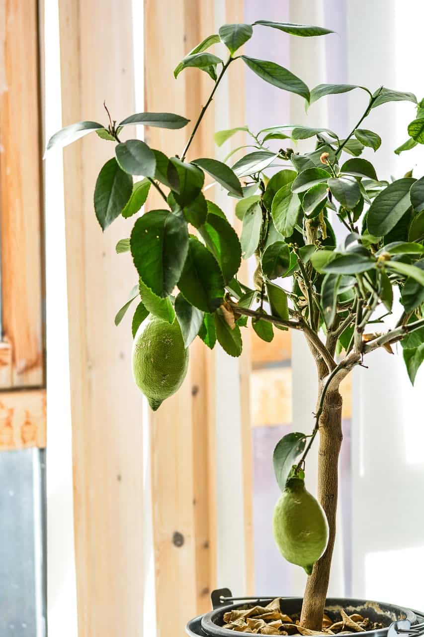 Growing Citrus Trees Inside: 5 Helpful Growing Tips