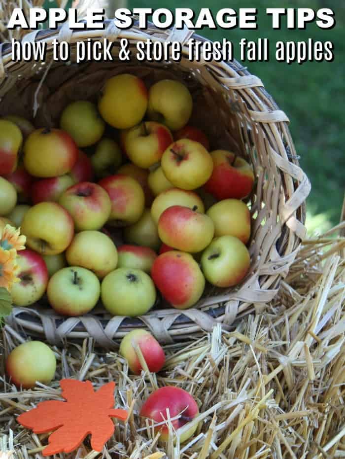How to Pick and Store Fresh Fall Apples So They Last