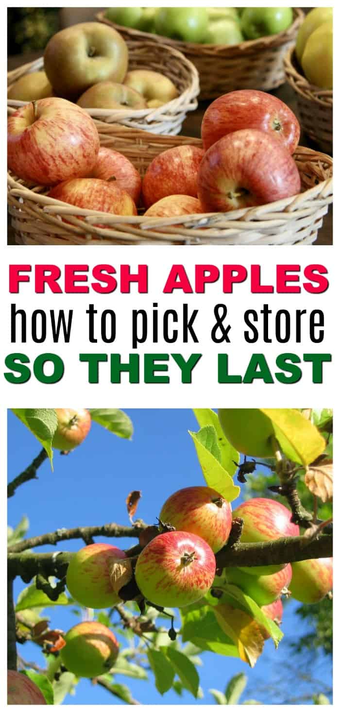 How to Pick and Store Fresh Fall Apples So They Last
