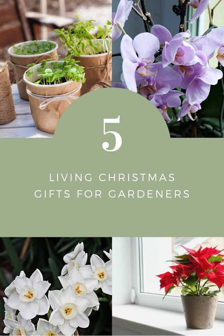 5 Living Christmas Gifts that Gardeners Will Love to Receive #Gardening #Christmas #ChristmasPlants