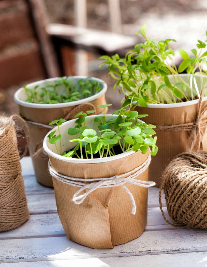 Living Christmas Gifts for People Who Love Gardening