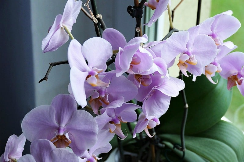 a pink orchid in bloom