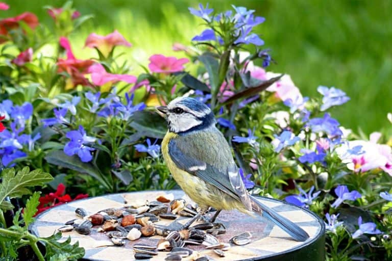 8 Tips for Attracting Native Pollinators to Your Yard