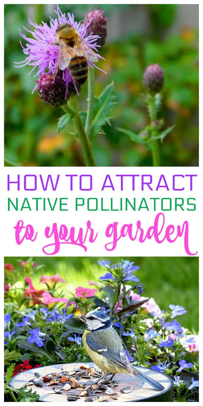 8 Tips for Attracting Native Pollinators to Your Yard