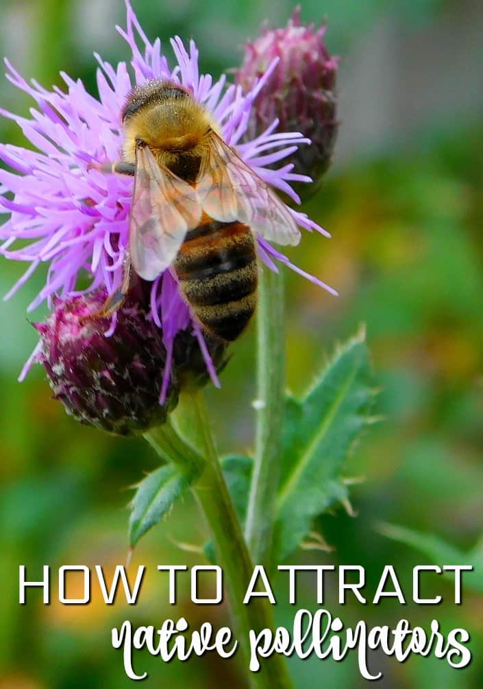 8 Tips for Attracting Native Pollinators to Your Yard