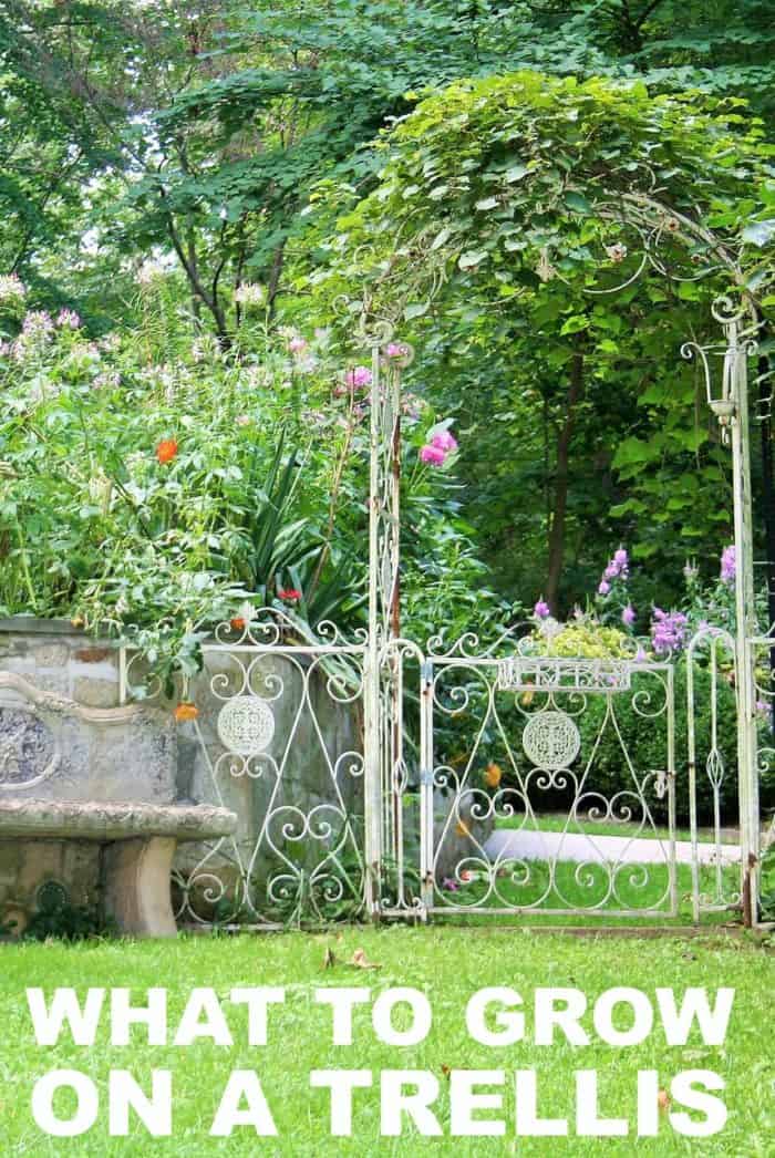 The Best Plants to Grow on a Trellis
