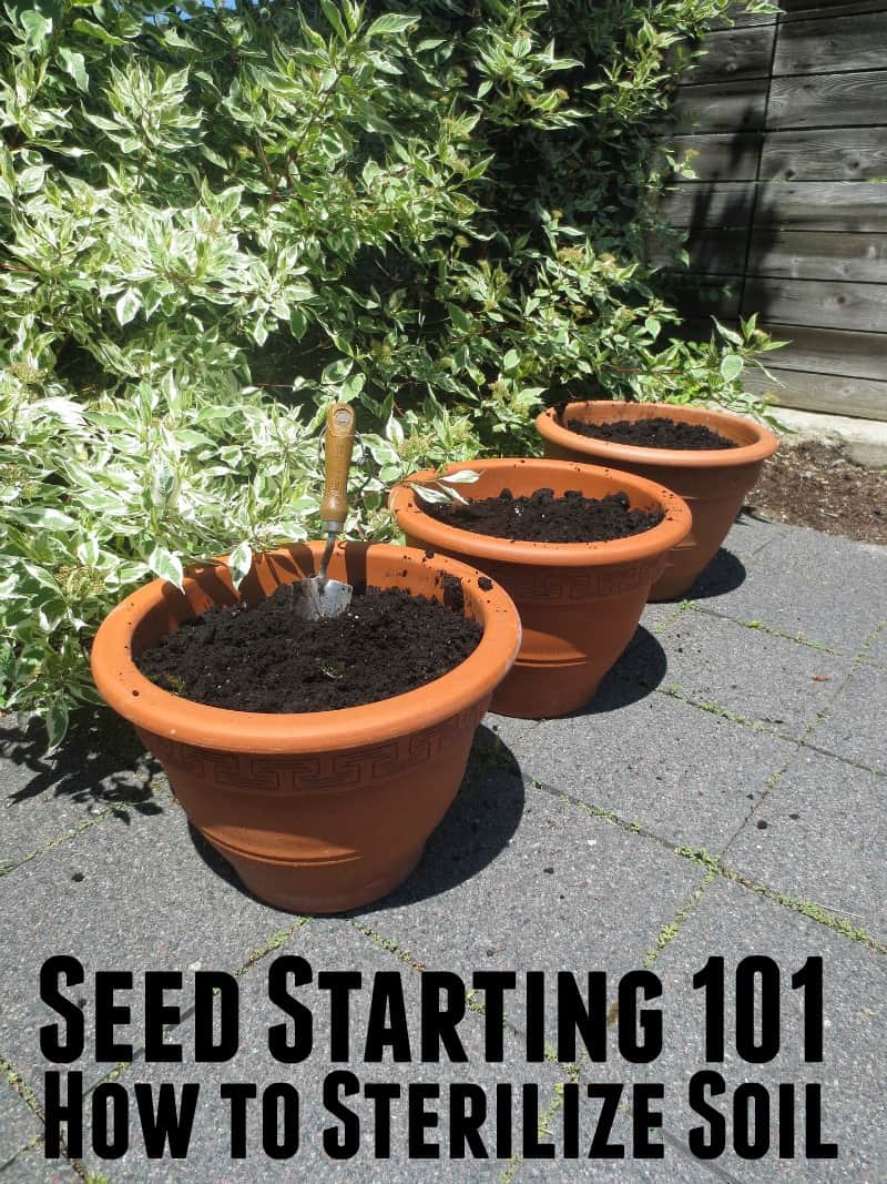 How to Sterilize Soil to Save Time Starting Seeds
