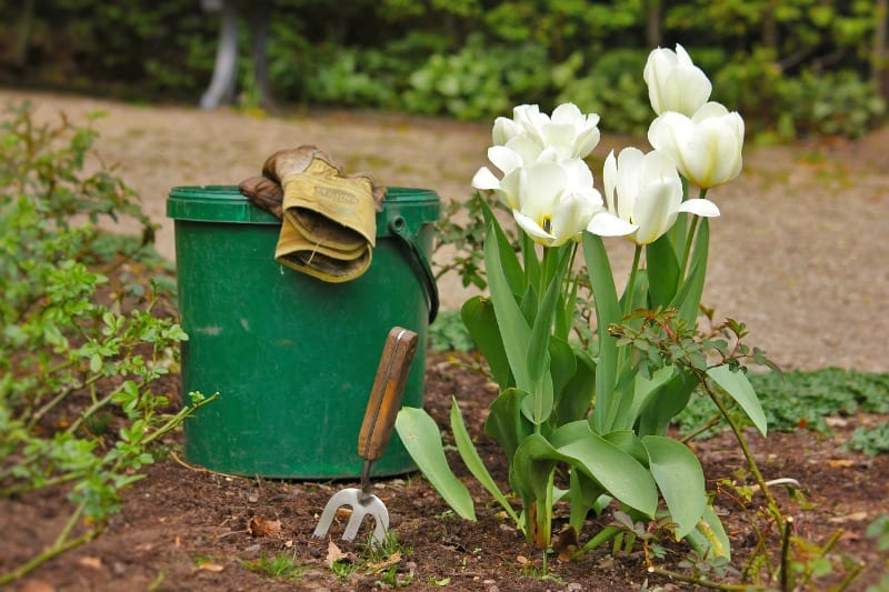 Start Thinking About Mulch [4 Tips You Need To Read]