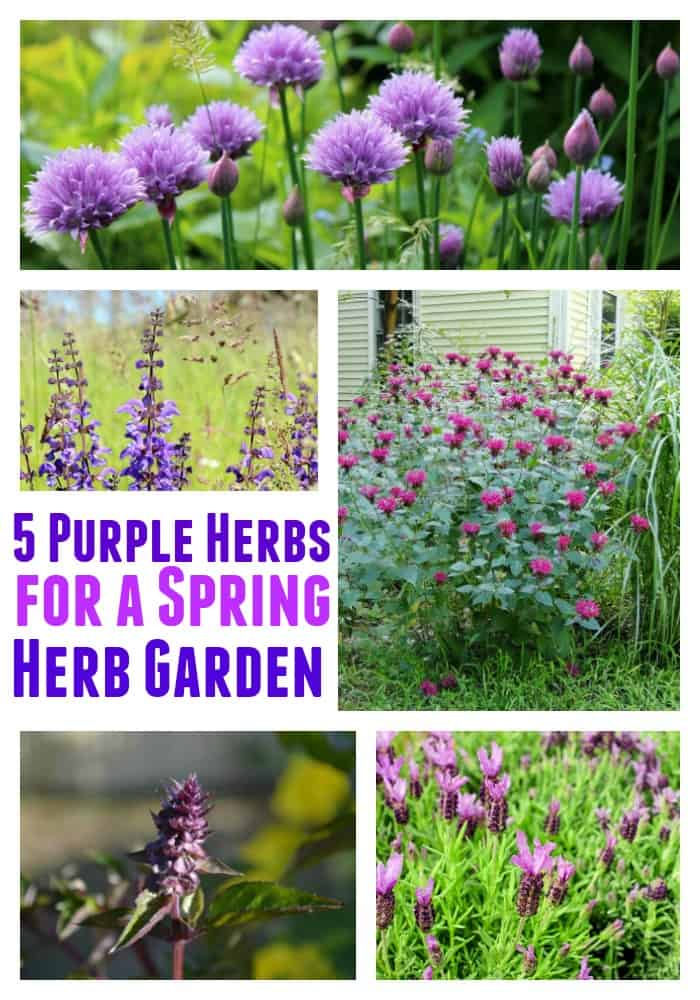 How to Grow a Beautiful Garden of Purple Herbs