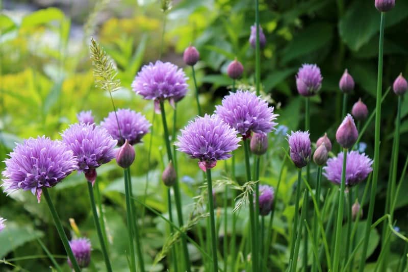 Purple herbs for your garden - chives