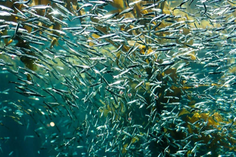 sardines swimming
