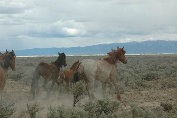 save the american mustangs