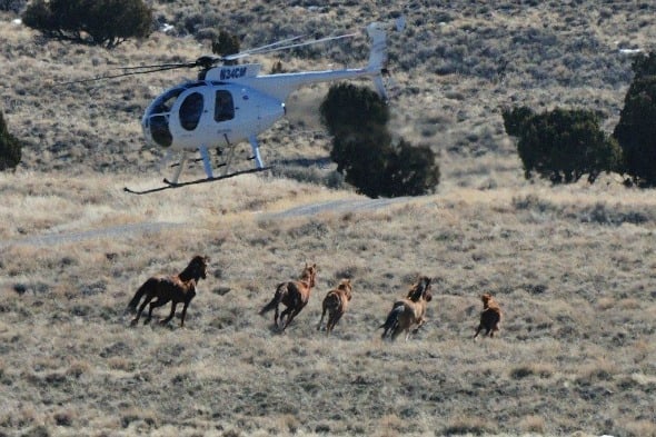 save the american mustangs