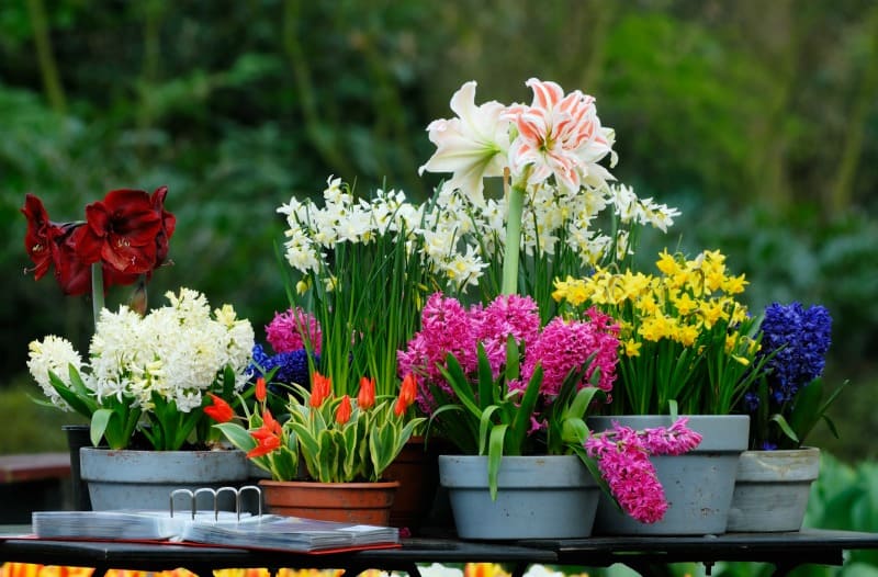 Plant Spring-Blooming Bulbs in the Fall for Early Color
