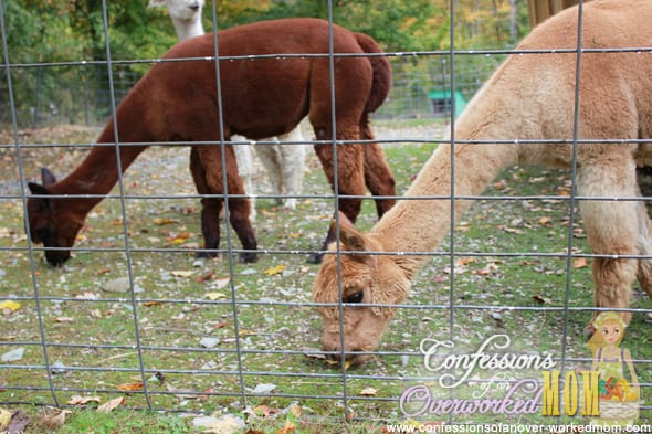 Wright Choice Alpacas Vermont Family Attractions