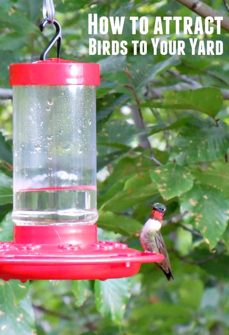 How to Attract Birds to Your Backyard