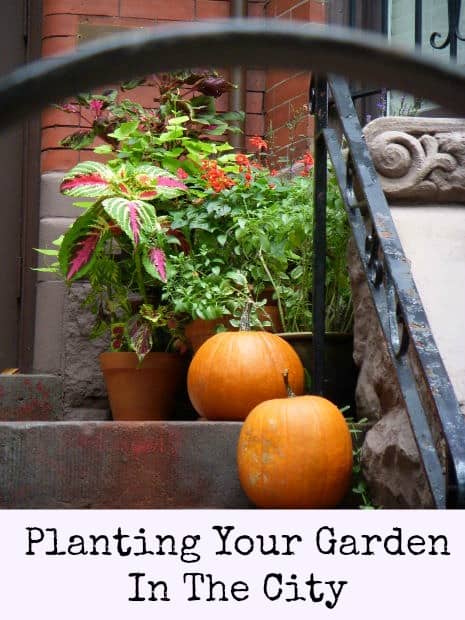 Planting your garden in the city