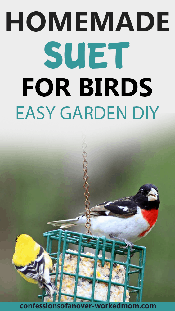 Homemade Suet For Birds - An Easy Garden DIY
