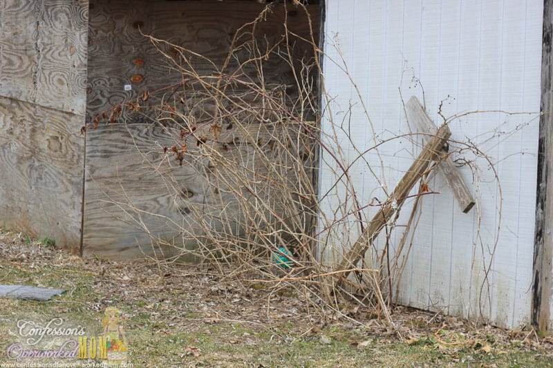 DIY Back Yard Projects pruning