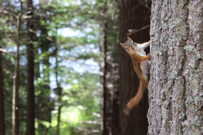 Brown squirrel climbing a tree