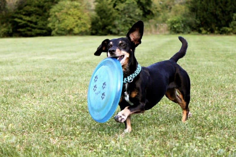 dog carrying a blue frisbie