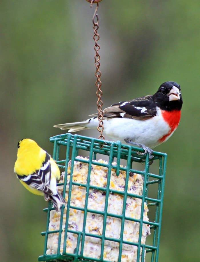 two birds on a suet feeder
