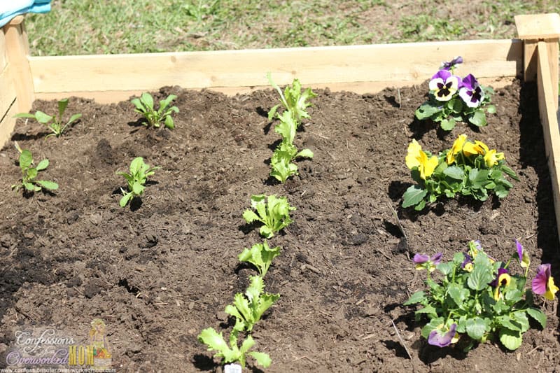 How to make a salad garden