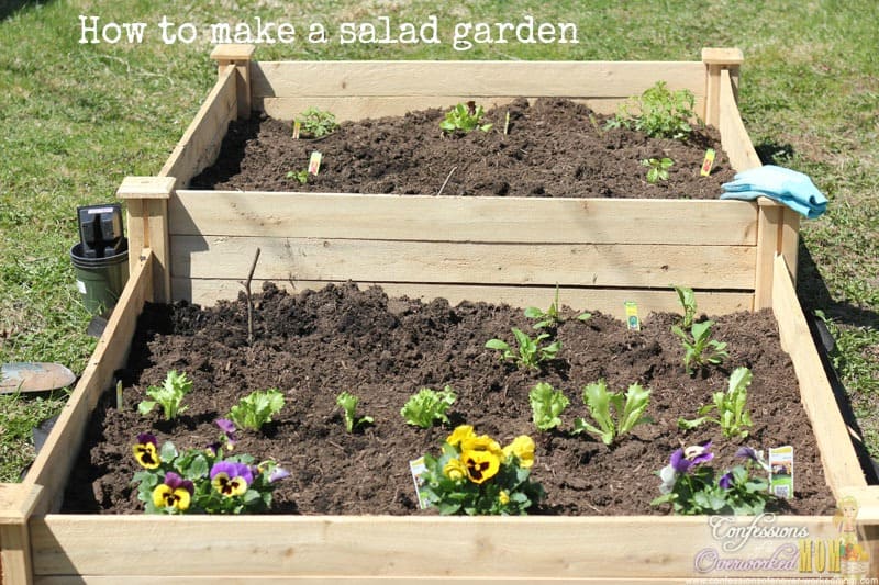 How to make a salad garden