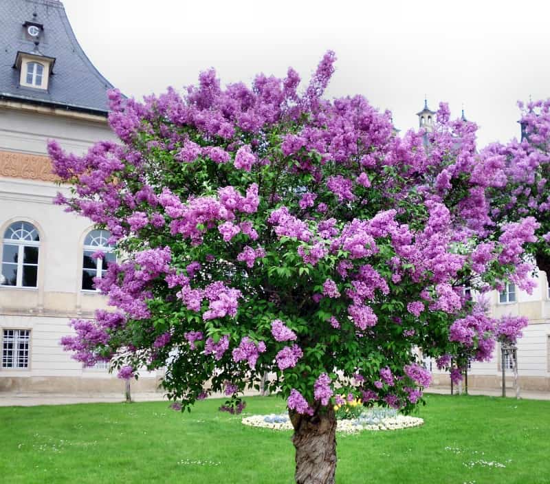 Lilacs and Landscaping Ideas You Can Add to Your Yard