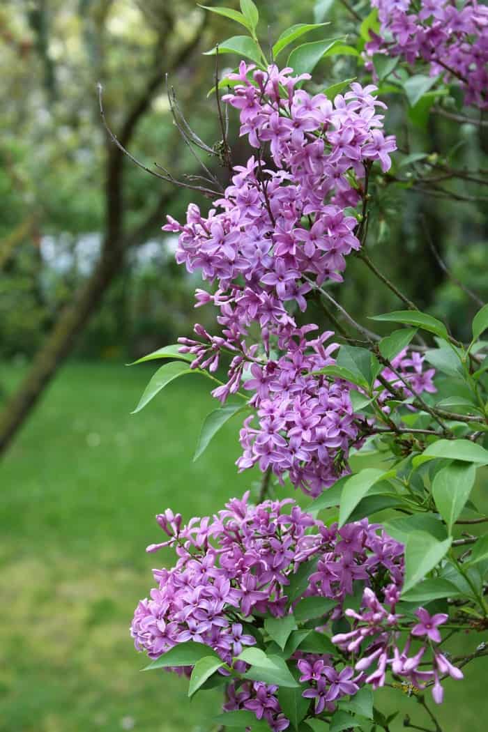 lilacs in bloom