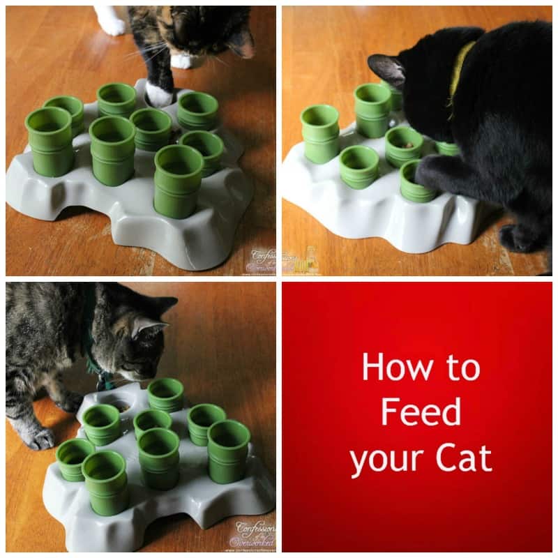 How to feed your cats