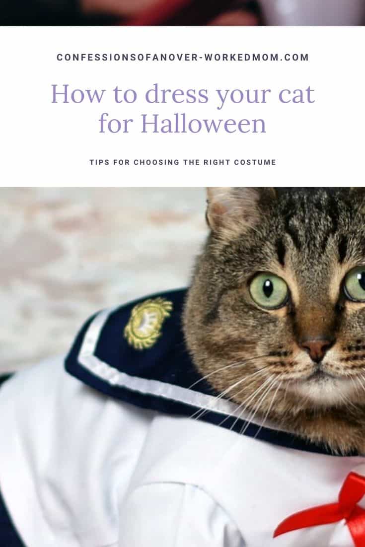 How to Dress Your Cat for Halloween Easily and Safely #cats #halloweencats #petowners #halloweencostumes